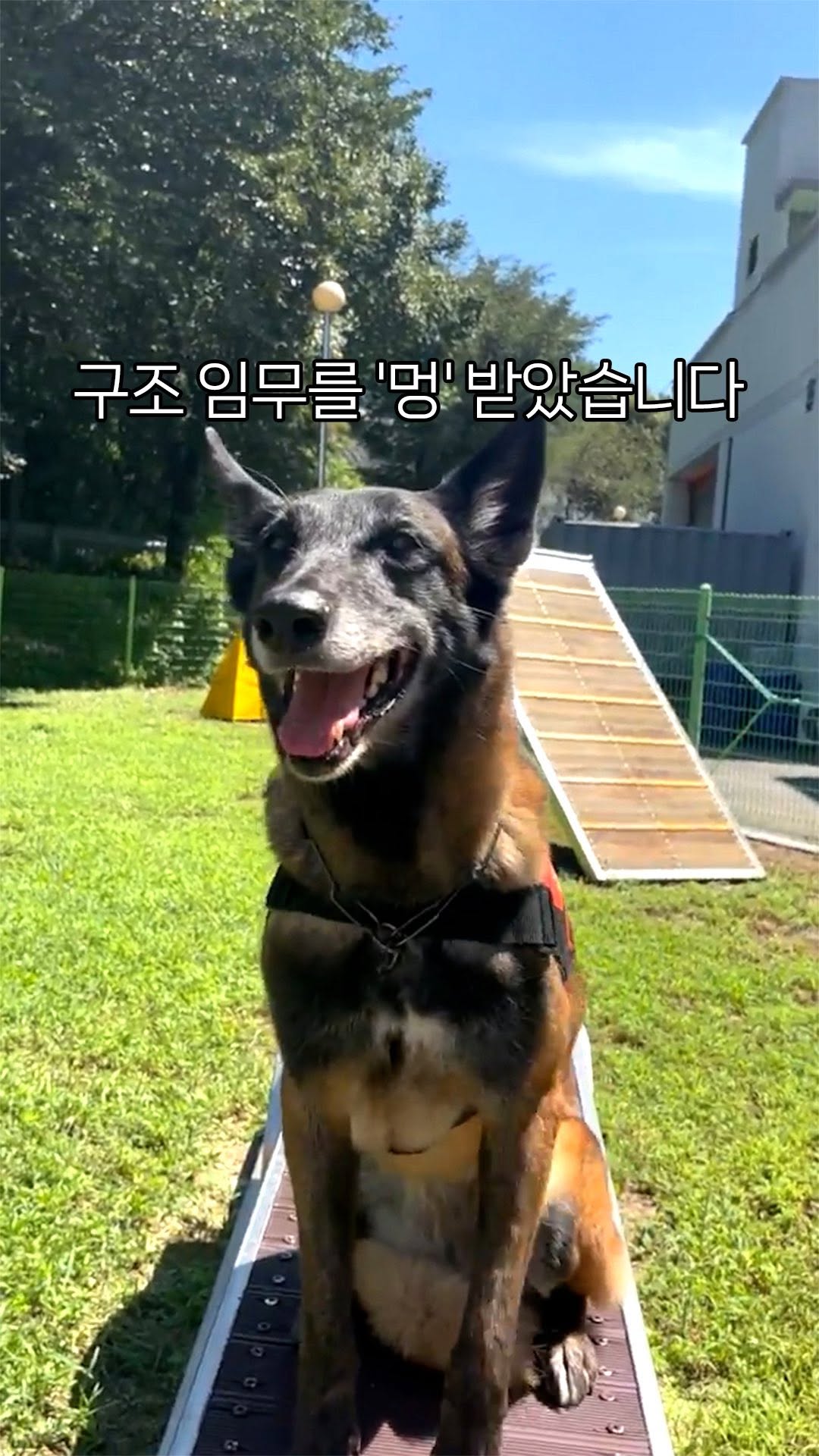 📢 경기북부 119특수대응단의 태공이를 소개합니다. 태공