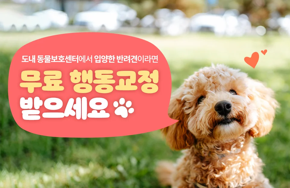 도내 동물보호센터에서

입양한 반려견이라면

무료 행동교정 받으세요