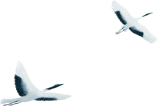 날아가는 학 2마리