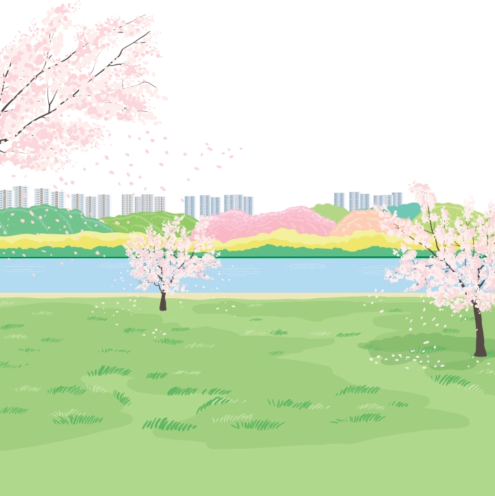 강 주변 벚꽃이 만개한 공원 풍경 일러스트