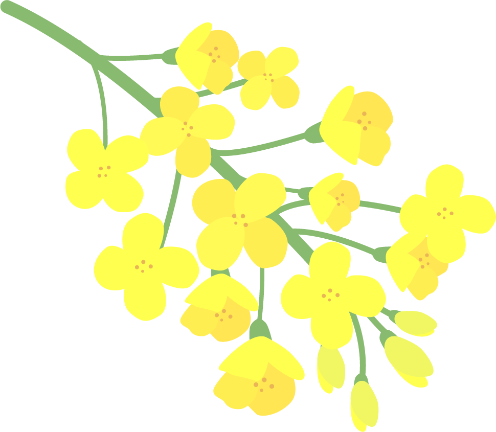 유채꽃 일러스트