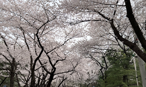 부천 도당산 벚꽃축제