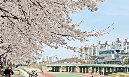 의정부 호원 벚꽃 페스타