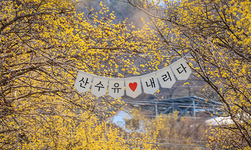 양평 산수유 한우축제